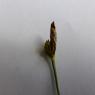 Carex halleriana