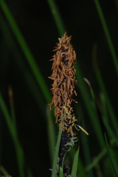 Carex nigra (L.) Reichard Cyperaceae - Laîche noire