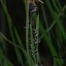 Carex nigra (L.) Reichard Cyperaceae - Laîche noire