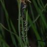 Carex nigra