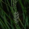 Carex nigra (L.) Reichard Cyperaceae - Laîche noire