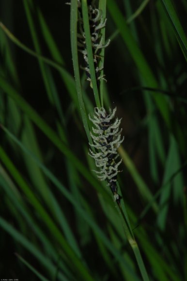 Carex nigra (L.) Reichard Cyperaceae - Laîche noire