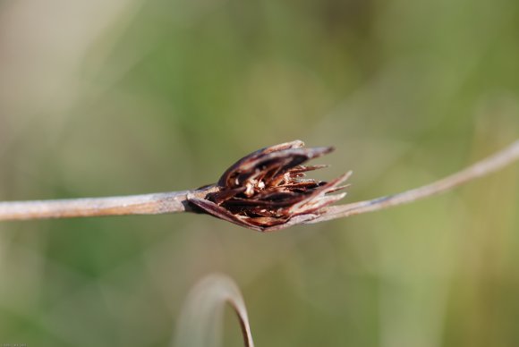 Schoenus nigricans L. Cyperaceae - Choin noirâtre