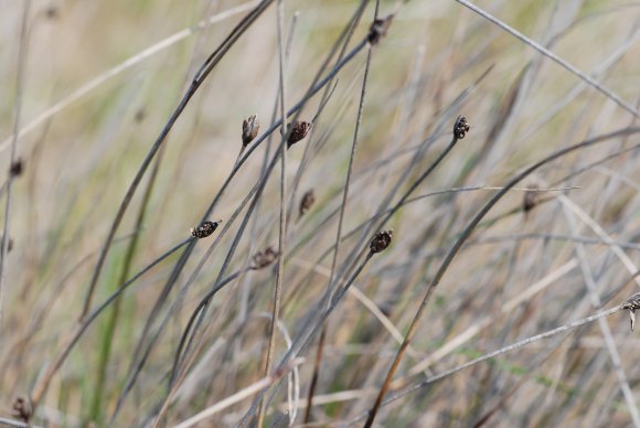 Schoenus nigricans L. Cyperaceae - Choin noirâtre