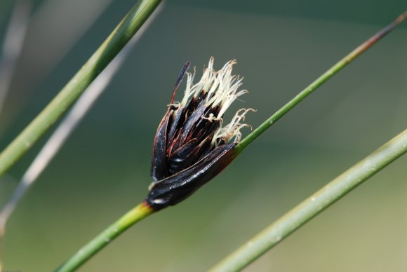 Schoenus nigricans L. Cyperaceae - Choin noirâtre