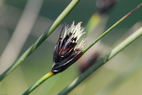 Schoenus nigricans L. Cyperaceae - Choin noirâtre