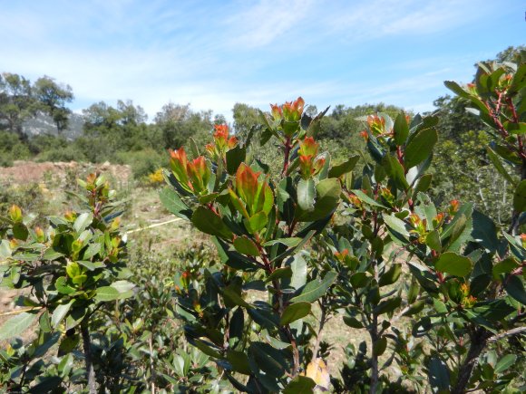 Arbutus unedo L. Ericaceae  - Arbousier