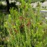 Erica multiflora L. Ericaceae - Bruyère