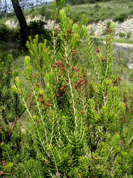 Erica multiflora L. Ericaceae - Bruyère