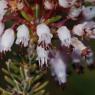 Erica multiflora L. Ericaceae - Bruyère