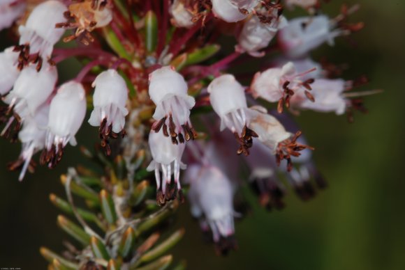 Erica multiflora L. Ericaceae - Bruyère