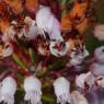 Erica multiflora L. Ericaceae - Bruyère