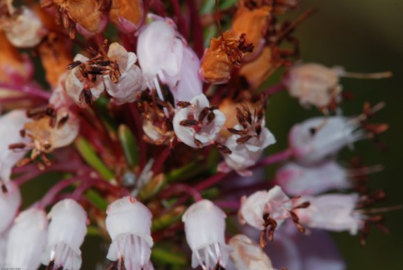 Erica multiflora L. Ericaceae - Bruyère