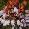 Erica multiflora L. Ericaceae - Bruyère