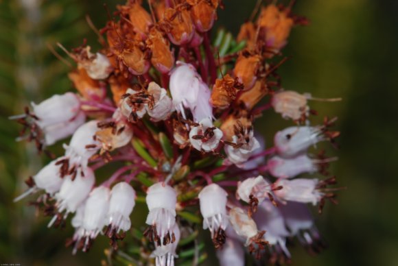 Erica multiflora L. Ericaceae - Bruyère