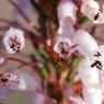Erica multiflora L. Ericaceae - Bruyère