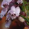 Erica multiflora L. Ericaceae - Bruyère
