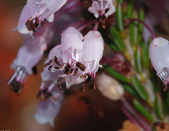 Erica multiflora L. Ericaceae - Bruyère