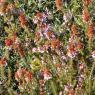 Erica multiflora L. Ericaceae - Bruyère