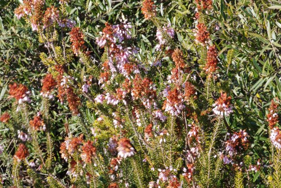 Erica multiflora L. Ericaceae - Bruyère