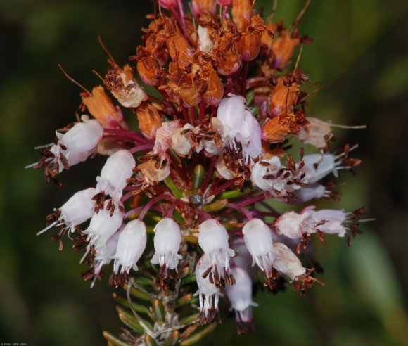 Erica multiflora L. Ericaceae - Bruyère