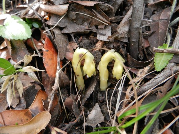 Monotropa hypopitys L. Ericaceae - Suce-pin