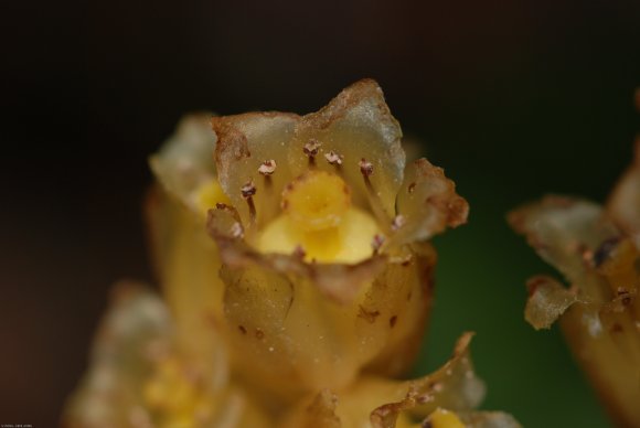 Monotropa hypopitys L. Ericaceae - Suce-pin