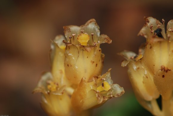 Monotropa hypopitys L. Ericaceae - Suce-pin