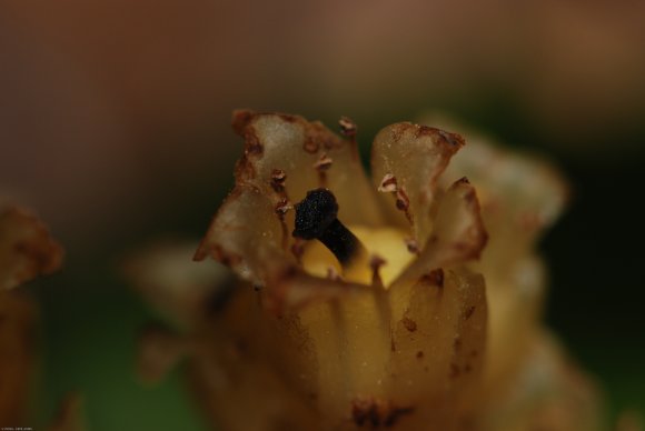 Monotropa hypopitys L. Ericaceae - Suce-pin