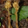 Monotropa hypopitys L. Ericaceae - Suce-pin
