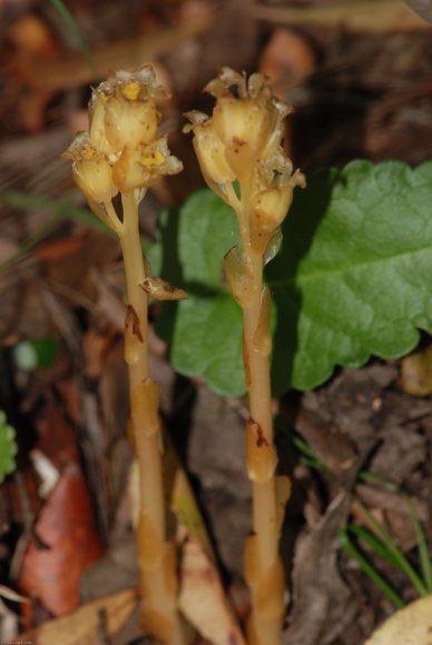 Monotropa hypopitys L. Ericaceae - Suce-pin