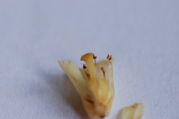 Monotropa hypopitys L. Ericaceae - Suce-pin