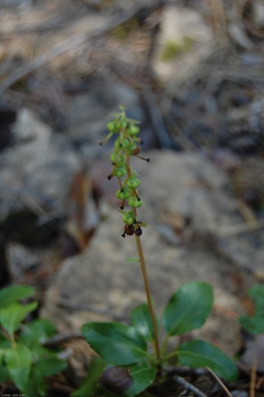 Orthilia secunda (L.) House Ericaceae - Pirole unilatérale