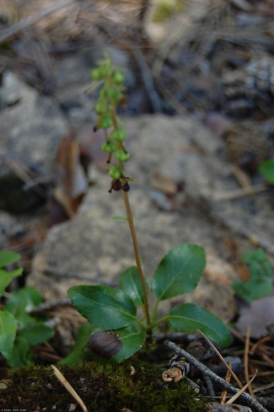 Orthilia secunda (L.) House Ericaceae - Pirole unilatérale