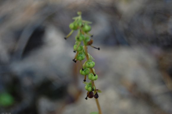 Orthilia secunda (L.) House Ericaceae - Pirole unilatérale