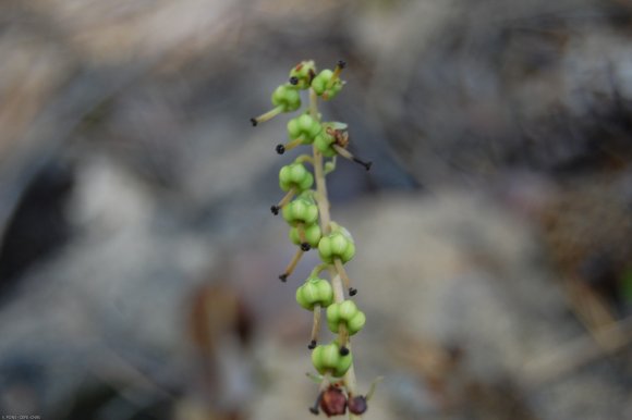 Orthilia secunda (L.) House Ericaceae - Pirole unilatérale