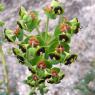 Euphorbia characias L. Euphorbiaceae-Euphorbe