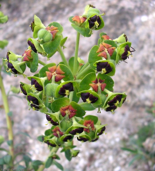 Euphorbia characias L. Euphorbiaceae-Euphorbe