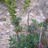 Euphorbia characias L. Euphorbiaceae-Euphorbe