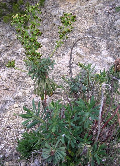 Euphorbia characias L. Euphorbiaceae-Euphorbe