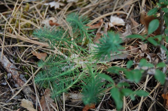 Euphorbia cyparissias L. Euphorbiaceae - Euphorbe petit-cyprès