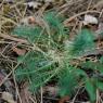 Euphorbia cyparissias