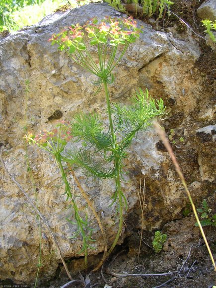 Euphorbia cyparissias L. Euphorbiaceae - Euphorbe petit-cyprès