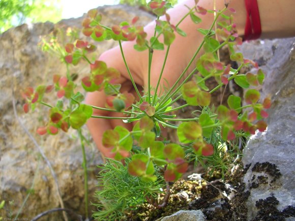 Euphorbia cyparissias L. Euphorbiaceae - Euphorbe petit-cyprès