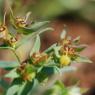 Euphorbia exigua L. Euphorbiaceae - Euphorbe exiguë