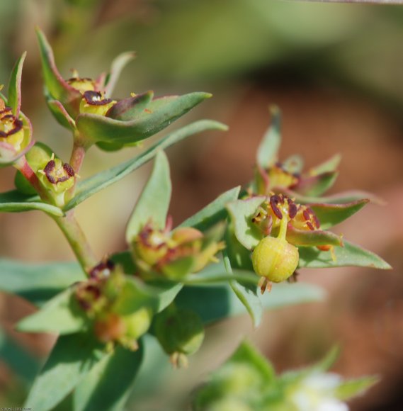 Euphorbia exigua L. Euphorbiaceae - Euphorbe exiguë