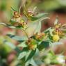 Euphorbia exigua L. Euphorbiaceae - Euphorbe exiguë