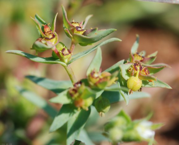 Euphorbia exigua L. Euphorbiaceae - Euphorbe exiguë