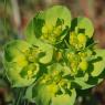 Euphorbia helioscopia L. Euphorbiaceae - Euphorbe réveille-matin
