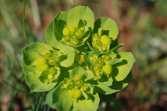 Euphorbia helioscopia L. Euphorbiaceae - Euphorbe réveille-matin